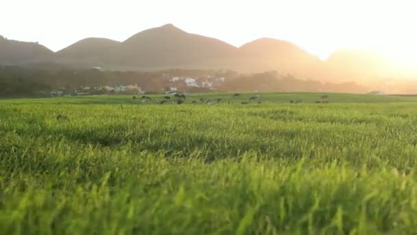 Låg vinklad påskyndas skott av Farmfield — Stockvideo