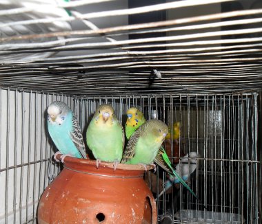 Güzel budgerigars bir grup
