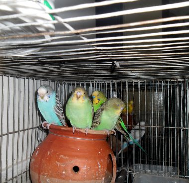 Güzel budgerigars bir grup