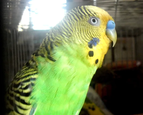 Зелений Папуги хвилясті — стокове фото