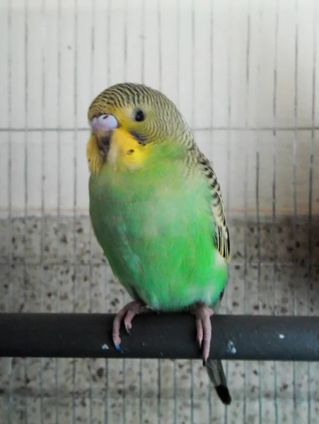 Green budgerigar — Stock Photo, Image