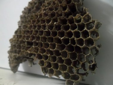 Honeycell beyaz bir arka plan üzerinde