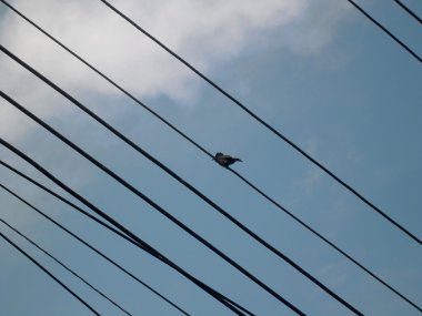 bir tel üzerinde serçe