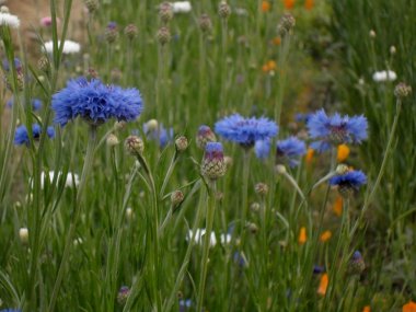 Bahçedeki Renkli Çiçekler
