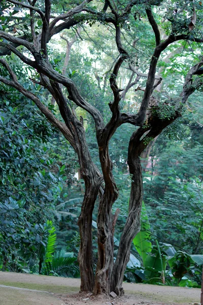 Prachtige boom in de bossen — Stockfoto