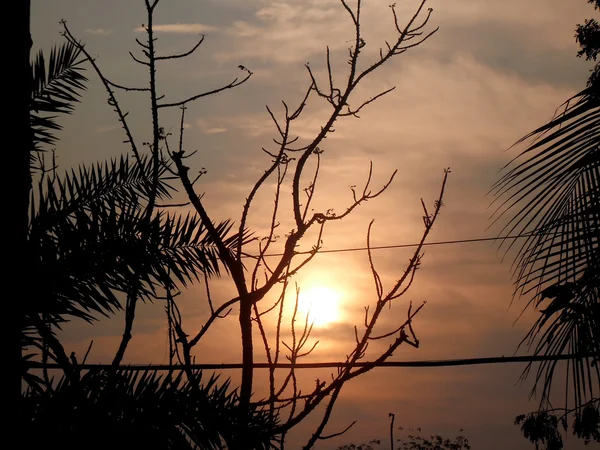 枝を通して夕日 — ストック写真