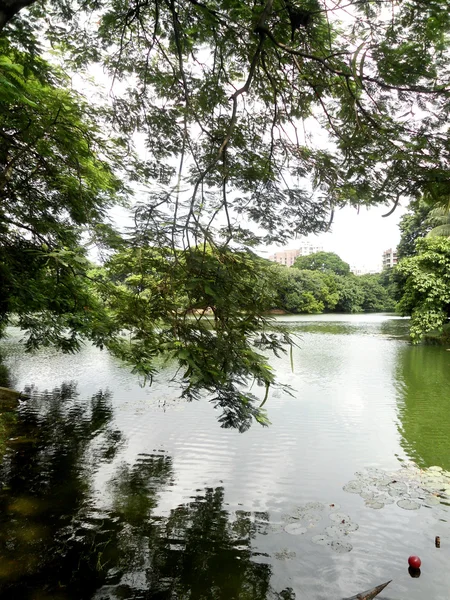 stock image View of a lakeside tree