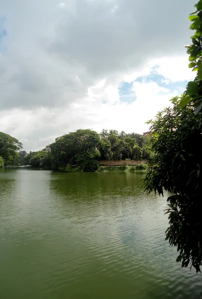 Vista de un árbol junto al lago — Foto de Stock