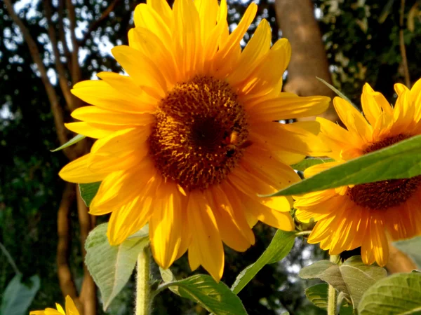 Girasol bajo la luz del sol — Foto de Stock