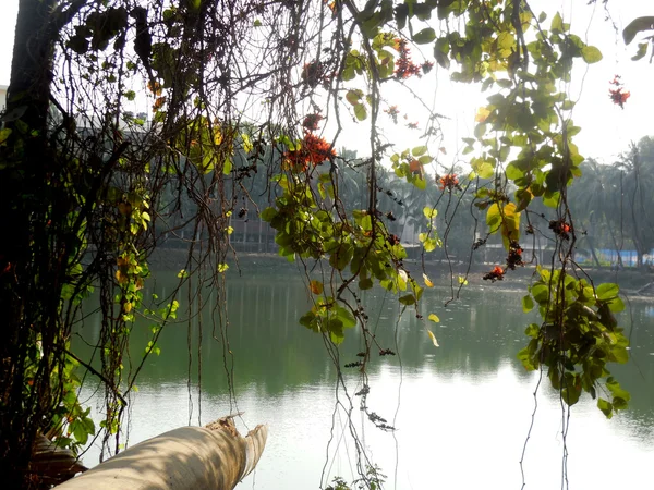 Lakeside ağaç görünümünü — Stok fotoğraf