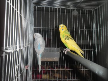 Budgerigars kafeste