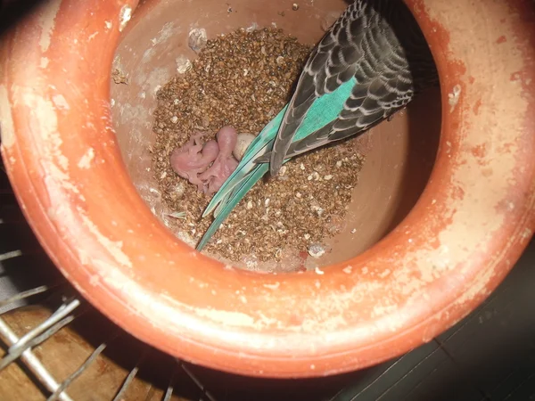 Budgerigar chicks growing stages — Stock Photo, Image