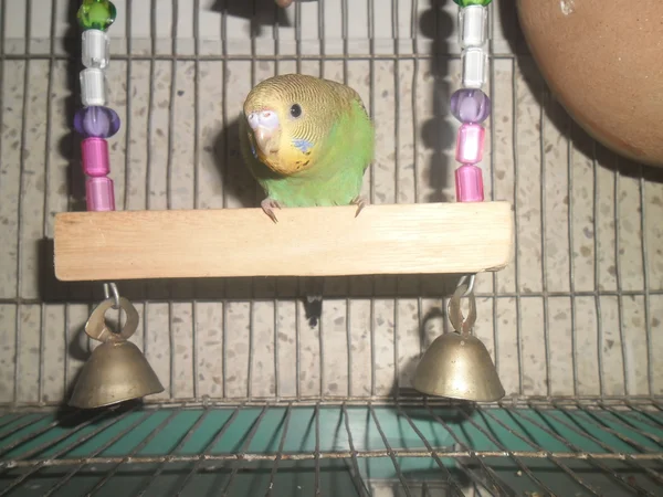 Domestic budgerigar — Stock Photo, Image