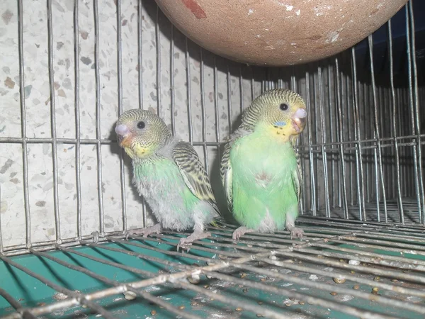 Domestic budgerigar — Stock Photo, Image