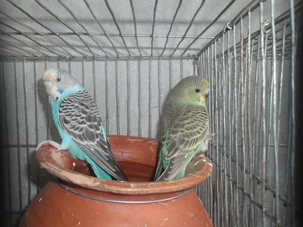 Domestic budgerigar — Stock Photo, Image