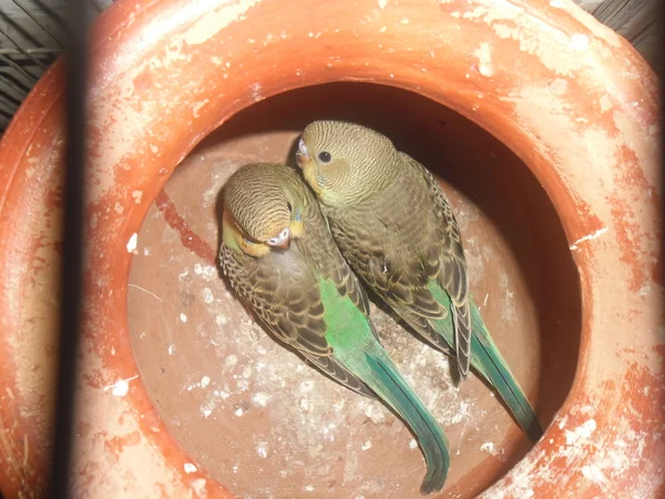 Baby budgerigars — Fotografie, imagine de stoc