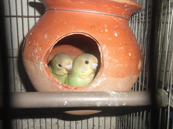 Baby budgerigars — Stock Photo, Image