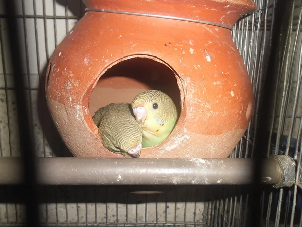 Baby budgerigars — Fotografie, imagine de stoc