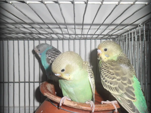 Domestic budgerigar — Stock Photo, Image