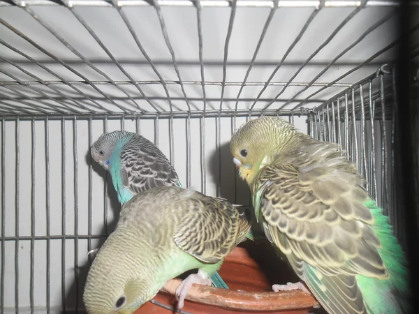 Domestic budgerigar — Stock Photo, Image