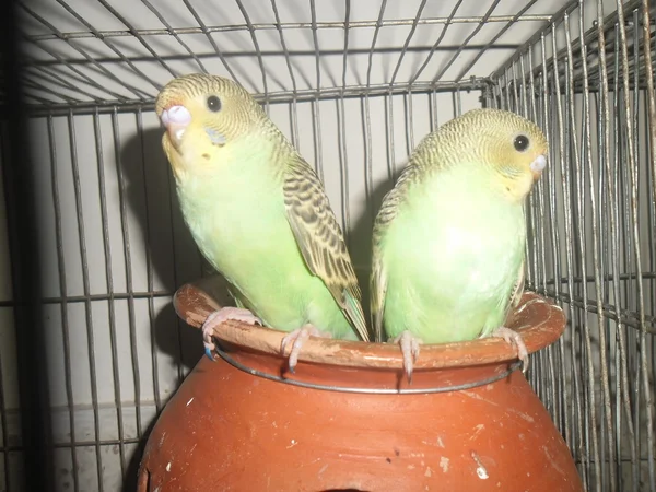 Budgerigars в клітці — стокове фото