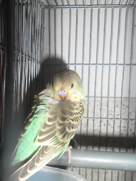 Budgerigars in cage — Stock Photo, Image