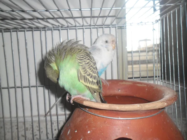 Budgerigars in cage — Stock Photo, Image