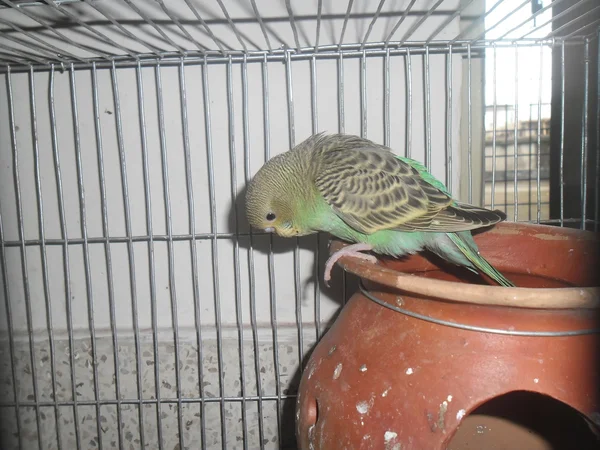 Domestic budgerigar — Stock Photo, Image