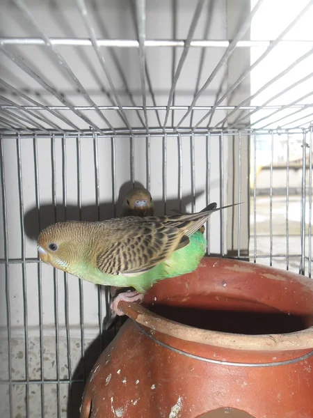 Budgerigar doméstico — Foto de Stock