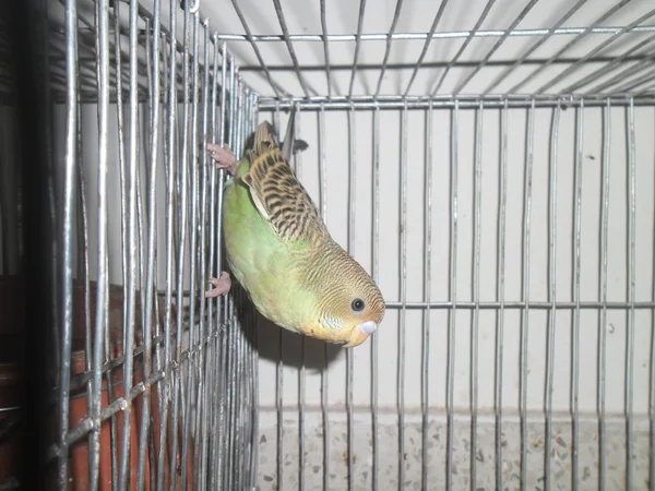 Domestic budgerigar — Stock Photo, Image