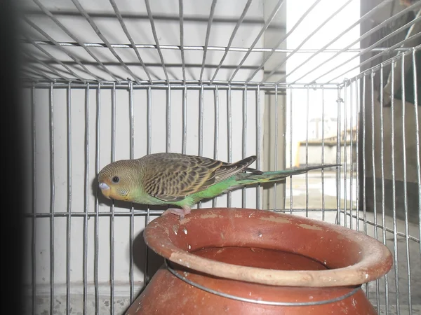 Domestic budgerigar — Stock Photo, Image