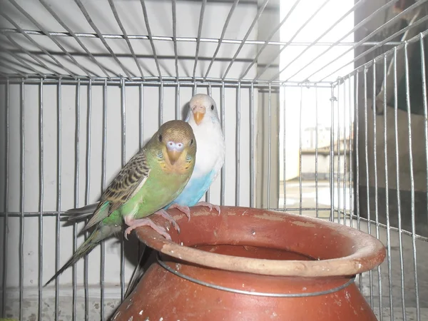 Domestic budgerigar — Stock Photo, Image