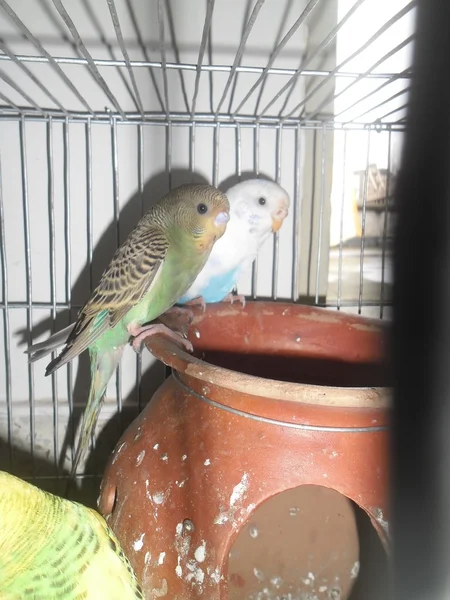 Domestic budgerigar — Stock Photo, Image