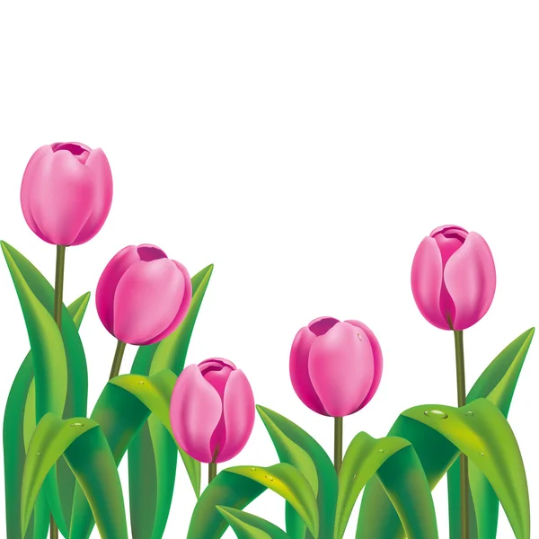 Reális rózsaszín tulipánok, fehér — Stock Vector