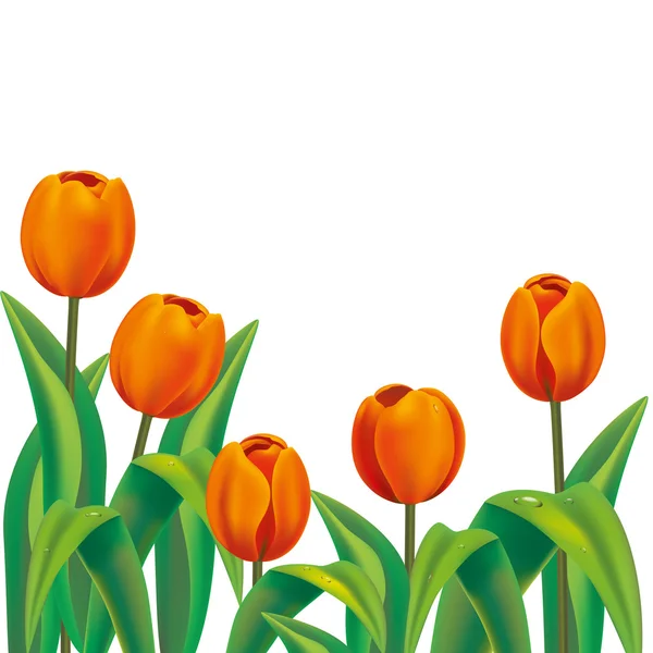 Realistyczne pomarańczowy tulipany — Wektor stockowy