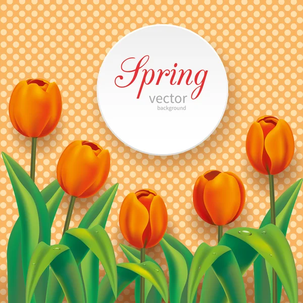 Oranje tulpen op polka dots achtergrond — Stockvector