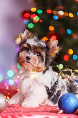 Biewer Yorkshire Teriyerinin Noel süslemeleri üzerine stüdyo fotoğrafçılığı