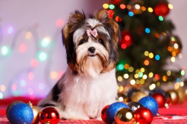 Biewer Yorkshire Teriyerinin Noel süslemeleri üzerine stüdyo fotoğrafçılığı