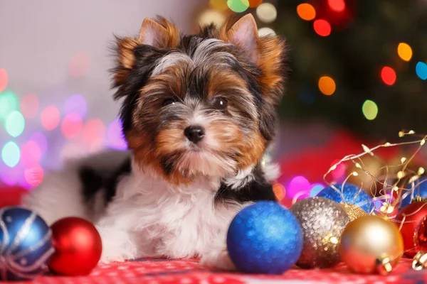 Studioaufnahme Eines Biewer Yorkshire Terriers Auf Weihnachtsdekoration — Stockfoto