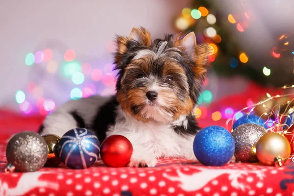 Studio Photography Biewer Yorkshire Terrier Christmas Decorations — Stock Photo, Image