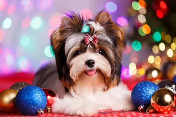 Biewer Yorkshire Teriyerinin Noel süslemeleri üzerine stüdyo fotoğrafçılığı