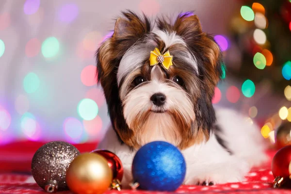 Photographie Studio Biewer Yorkshire Terrier Sur Décorations Noël — Photo