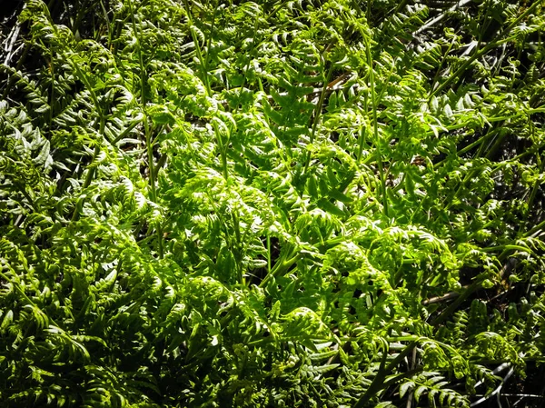 Primo Piano Foglie Verdi Felce Verde Polypodiopsida Cronquist Sfondo Naturale — Foto Stock