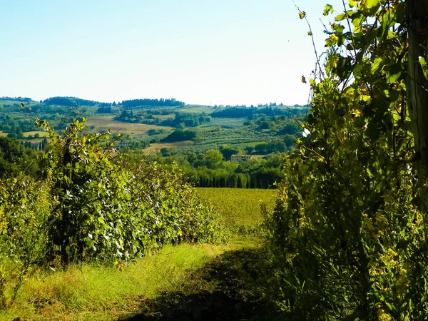 Vigneti Sulle Colline Toscane Paesaggio Agricoltura Natura Autunnali — Foto Stock