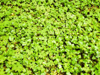 Yeşil sarmaşık yaprakları doğal bir arka plan. Boşluğu kopyala, doğa arkaplanı.