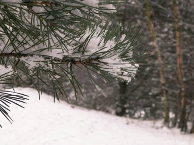 Kış başlangıcında, çam ağacının dalında taze kar. Boşluğu kopyala, doğa arkaplanı.