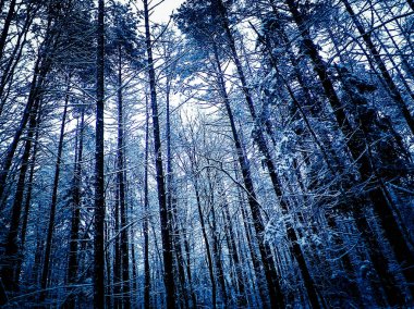 Kış orman manzarası. Doğa konsepti, soyut filtre tonu.