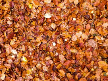 Altın yapraklar doğanın arka planı. Altın sonbahar, kopyalama alanı.