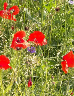 Doğa olarak gelincik çiçekli çayır. Doğa konsepti.