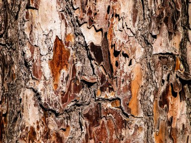 Ağaç kabuğu doğal bir arka plan. Ağaç gövdesi. Boşluğu kopyala, doğa kavramı.